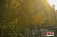 昆明街头银杏披“金衣” 市民打卡忙